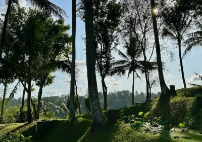 como bali jungle