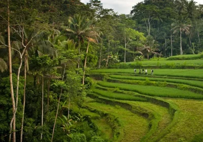 como rice fields